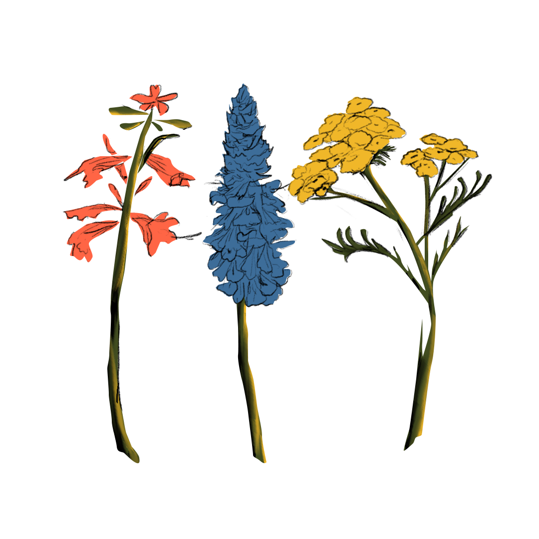 An illustration of 3 flowers in bloom